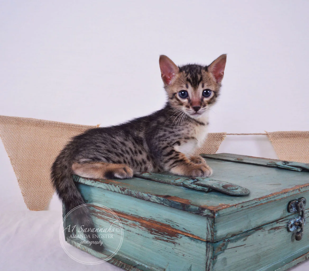 A1Savannahs Abbot F4 Male Savannah Kitten