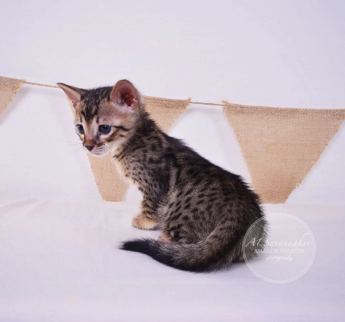 A1Savannahs Abbot F4 Male Savannah Kitten