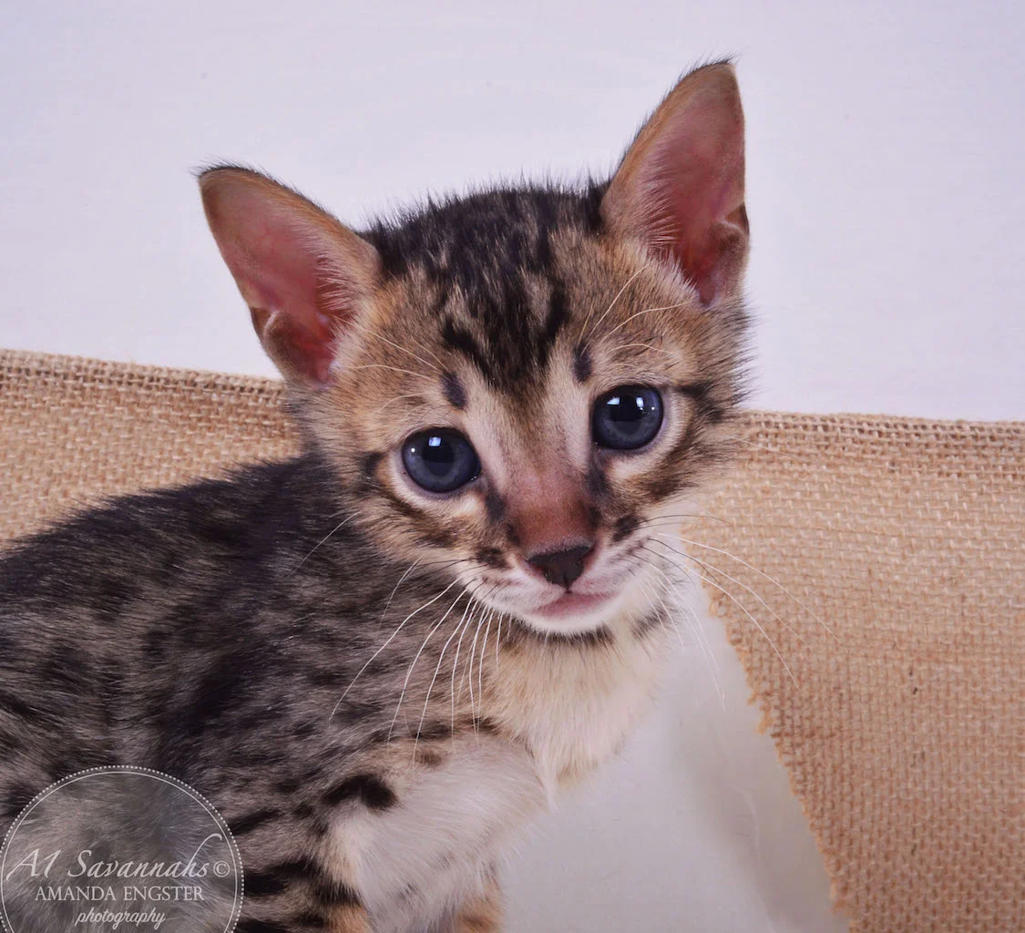 A1Savannahs Abbot F4 Male Savannah Kitten