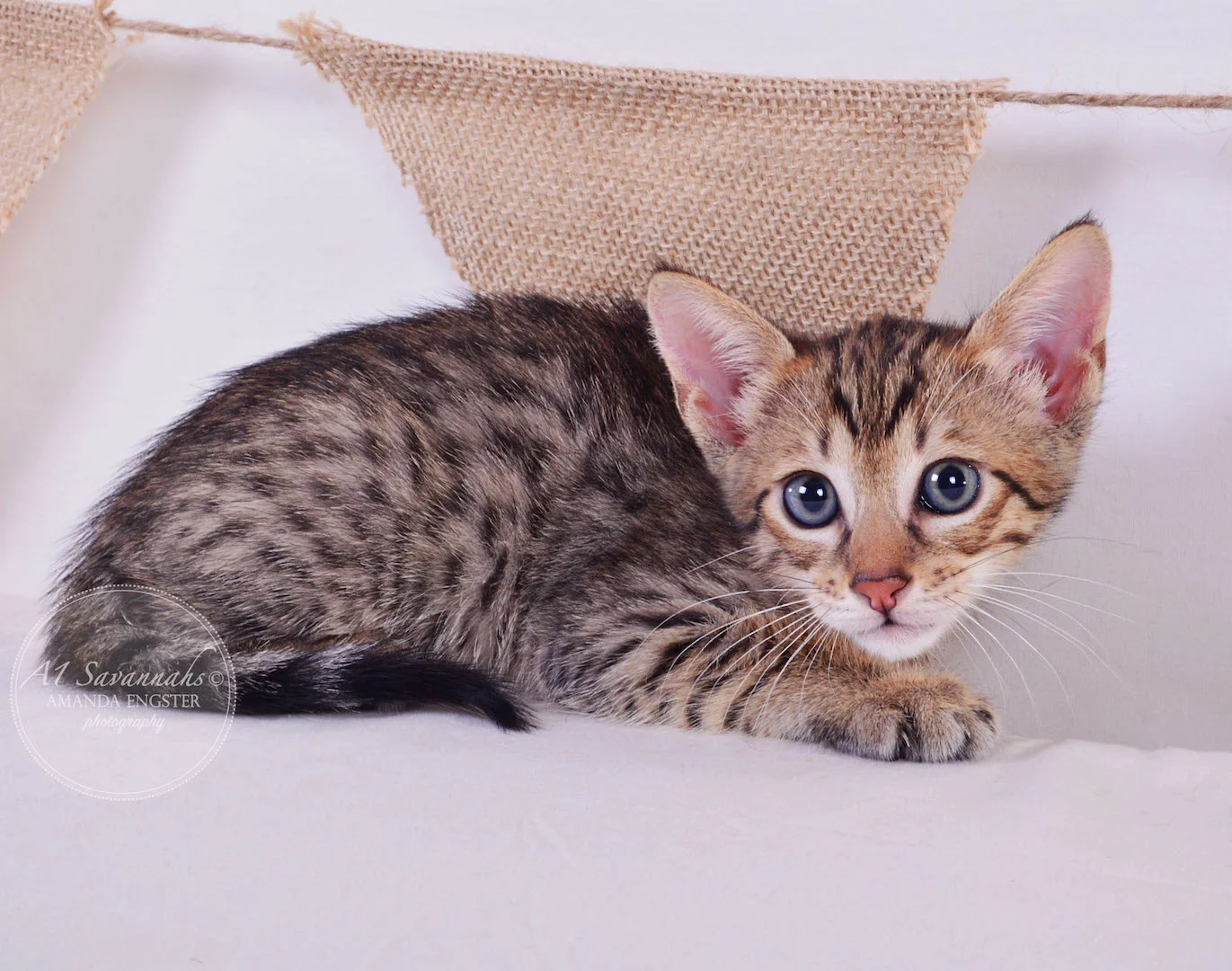 A1Savannahs Cali SBT Female Savannah Kitten
