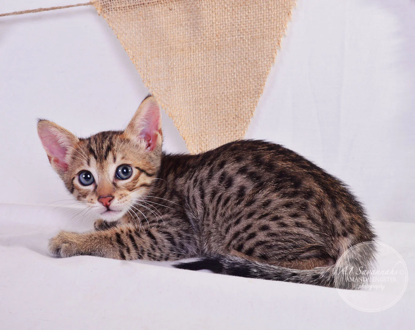 A1Savannahs Cali SBT Female Savannah Kitten