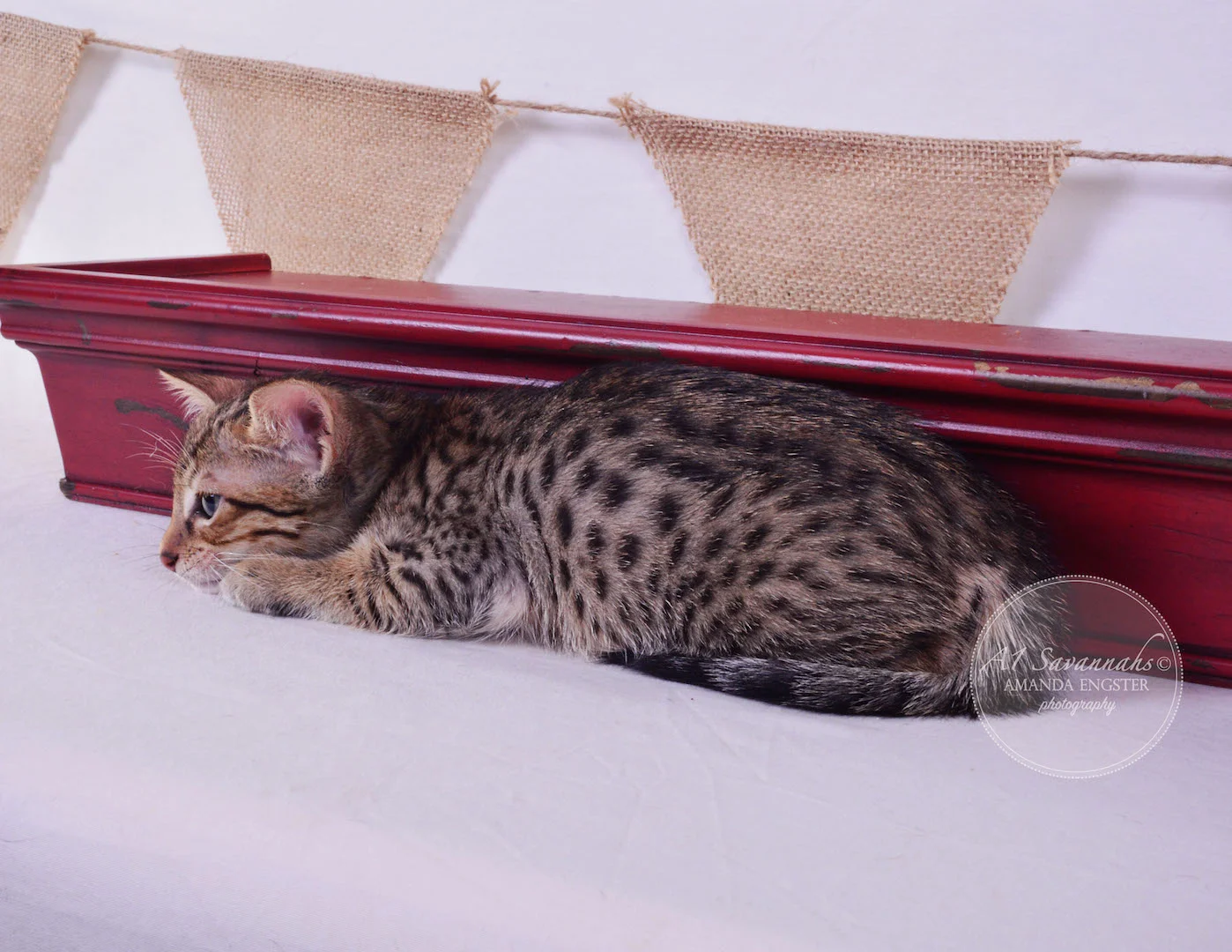 A1Savannahs Cali SBT Female Savannah Kitten