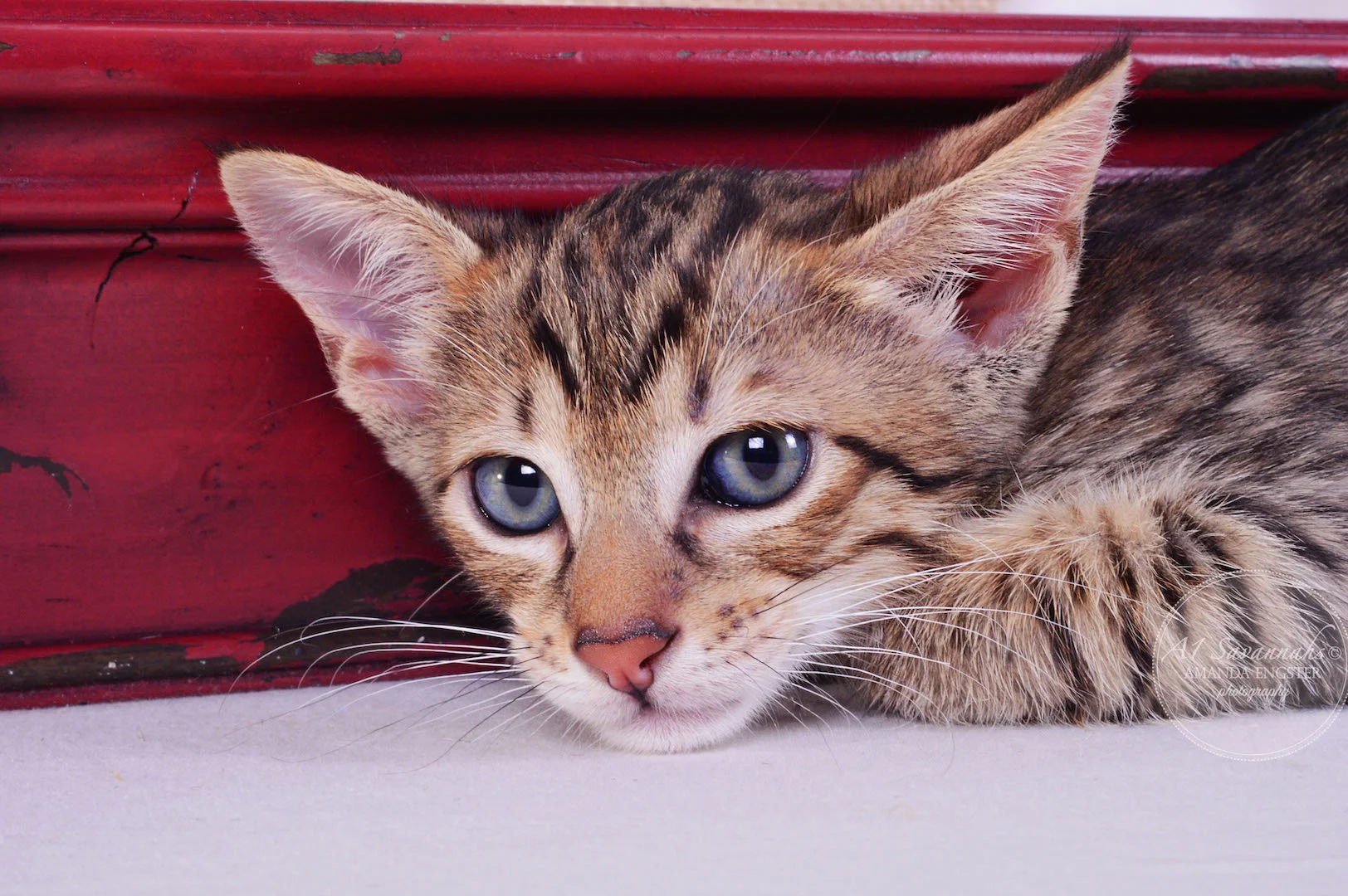 A1Savannahs Cali SBT Female Savannah Kitten