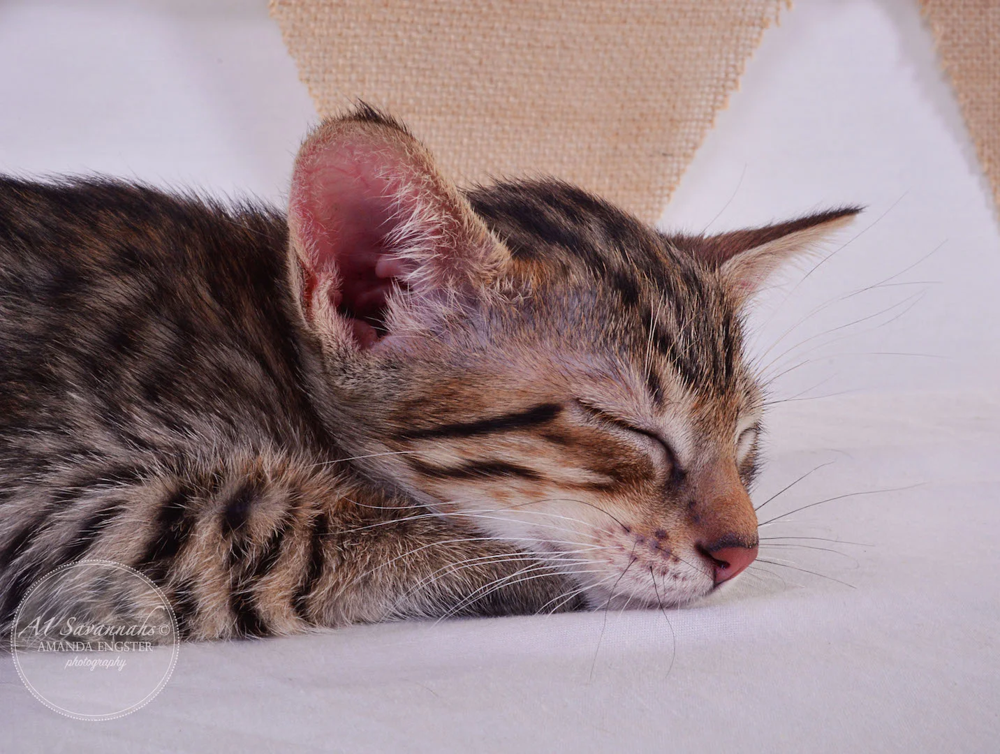 A1Savannahs Cali SBT Female Savannah Kitten