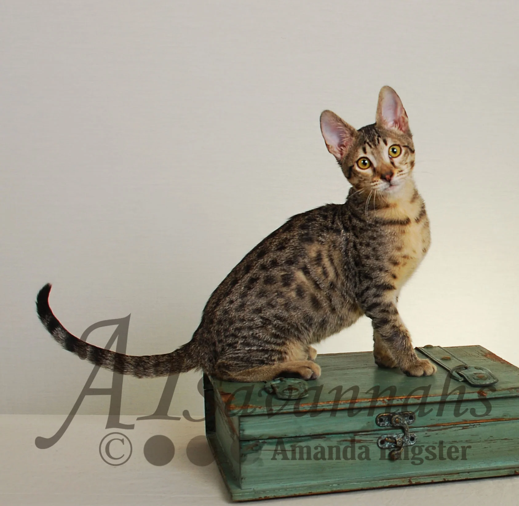 A1Savannahs Maggie SBT Female Savannah Kitten
