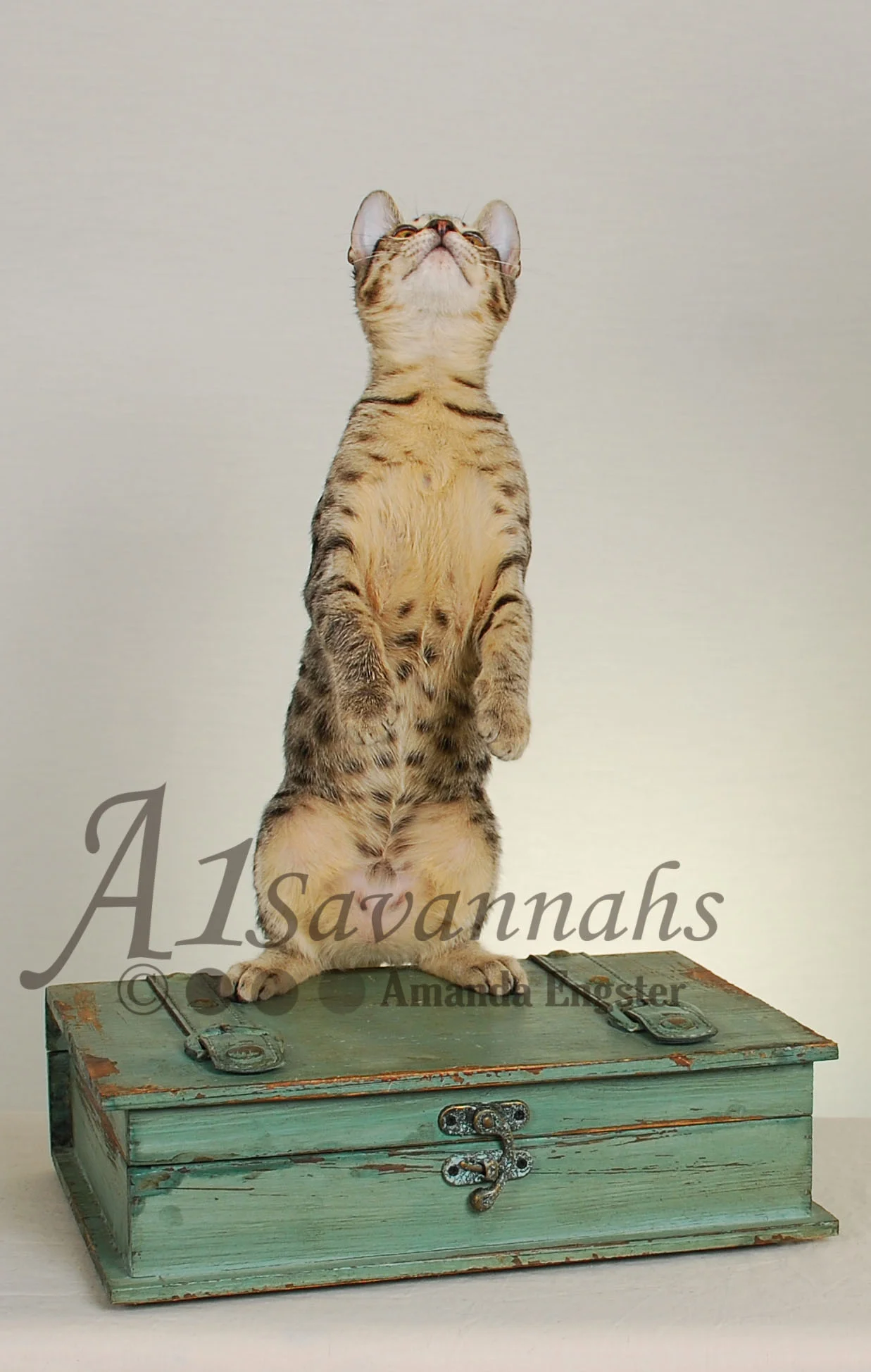 A1Savannahs Maggie SBT Female Savannah Kitten