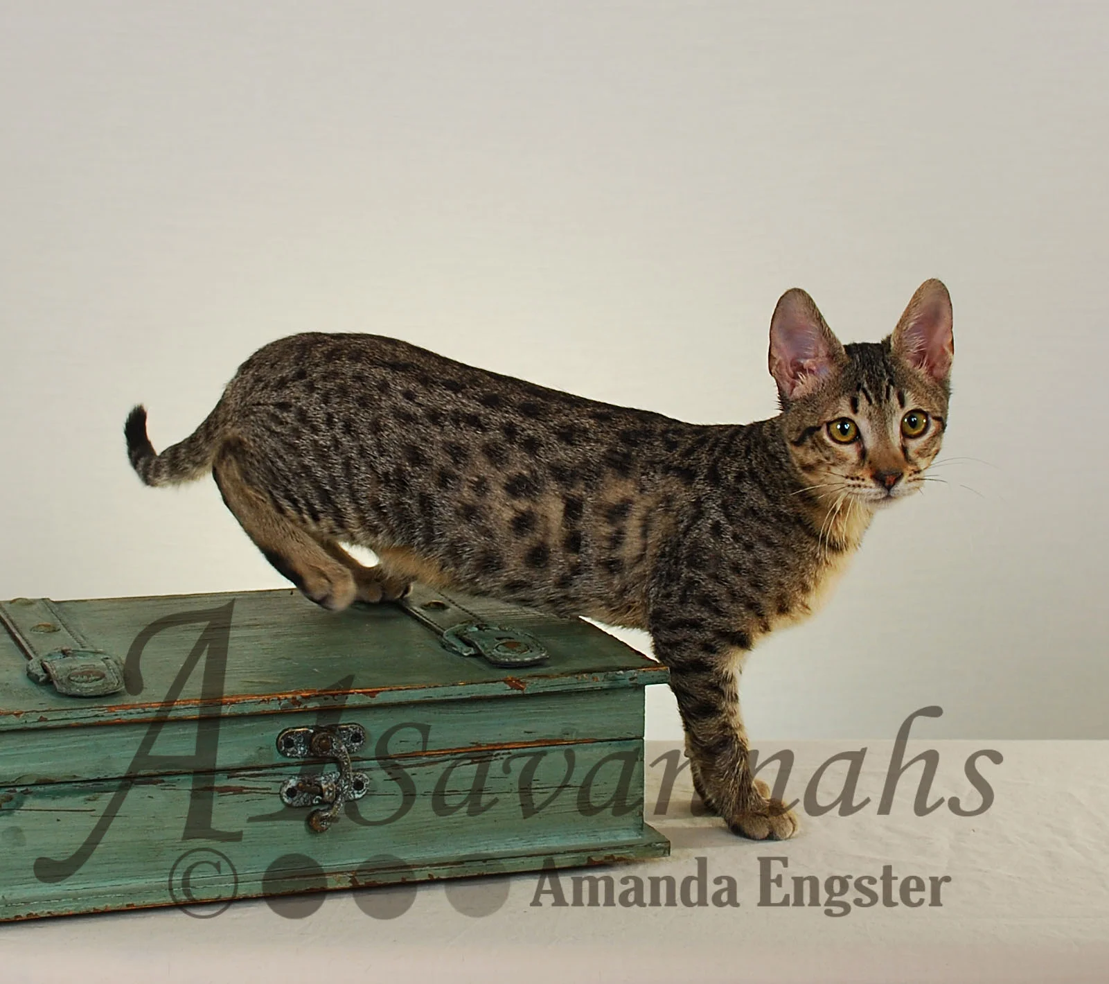 A1Savannahs Maggie SBT Female Savannah Kitten