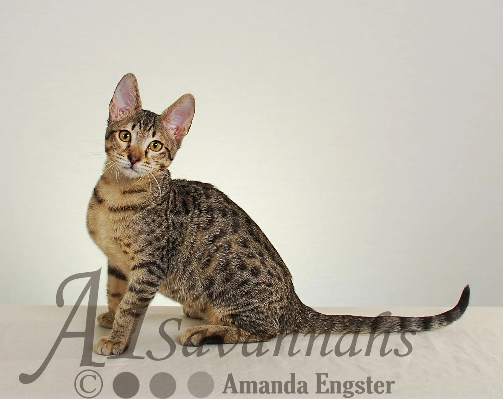 A1Savannahs Maggie SBT Female Savannah Kitten