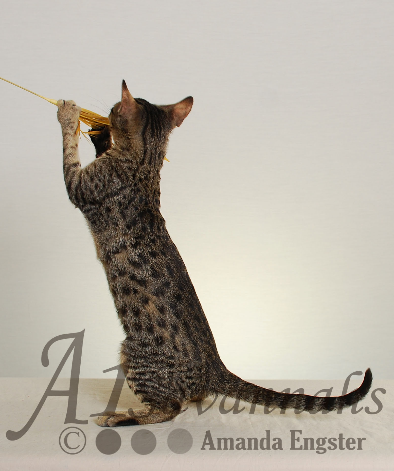 A1Savannahs Maggie SBT Female Savannah Kitten