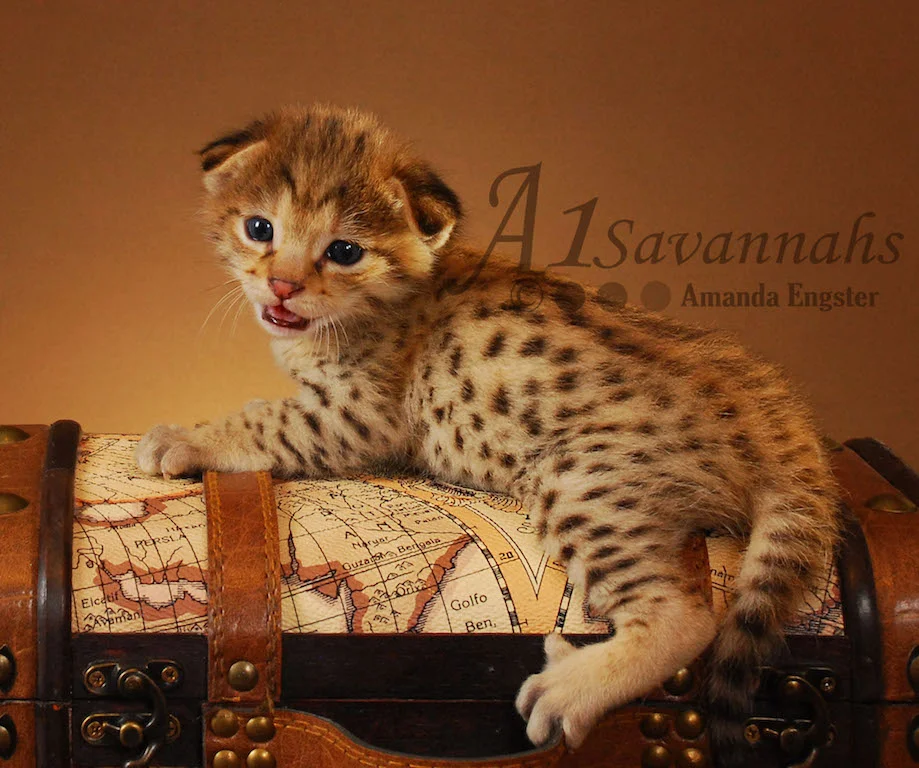 A1Savannahs Felix F2 Male Savannah Kitten