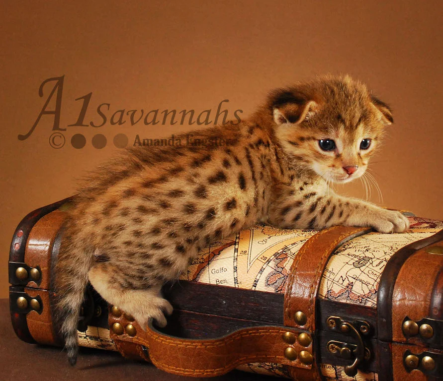 A1Savannahs Felix F2 Male Savannah Kitten