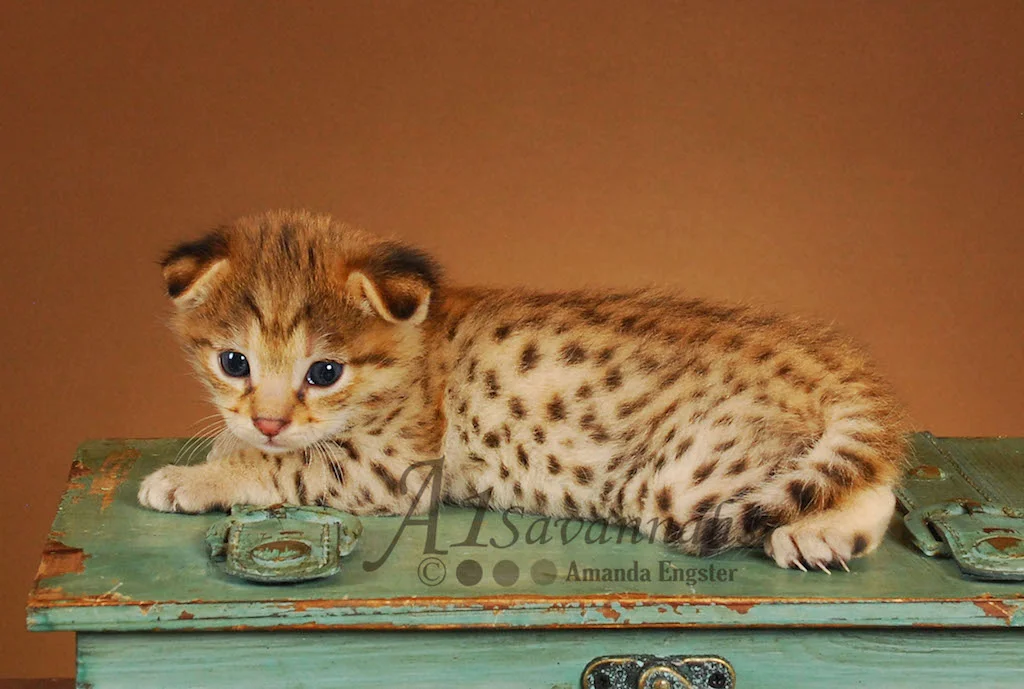 A1Savannahs Felix F2 Male Savannah Kitten