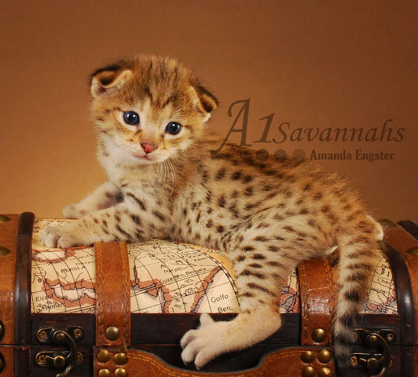 A1Savannahs Felix F2 Male Savannah Kitten