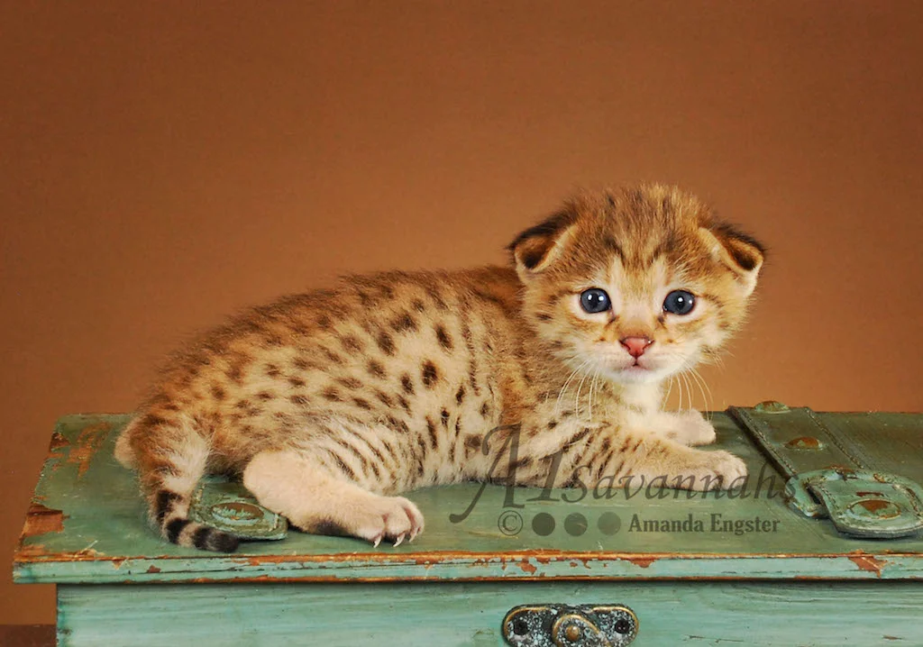 A1Savannahs Felix F2 Male Savannah Kitten