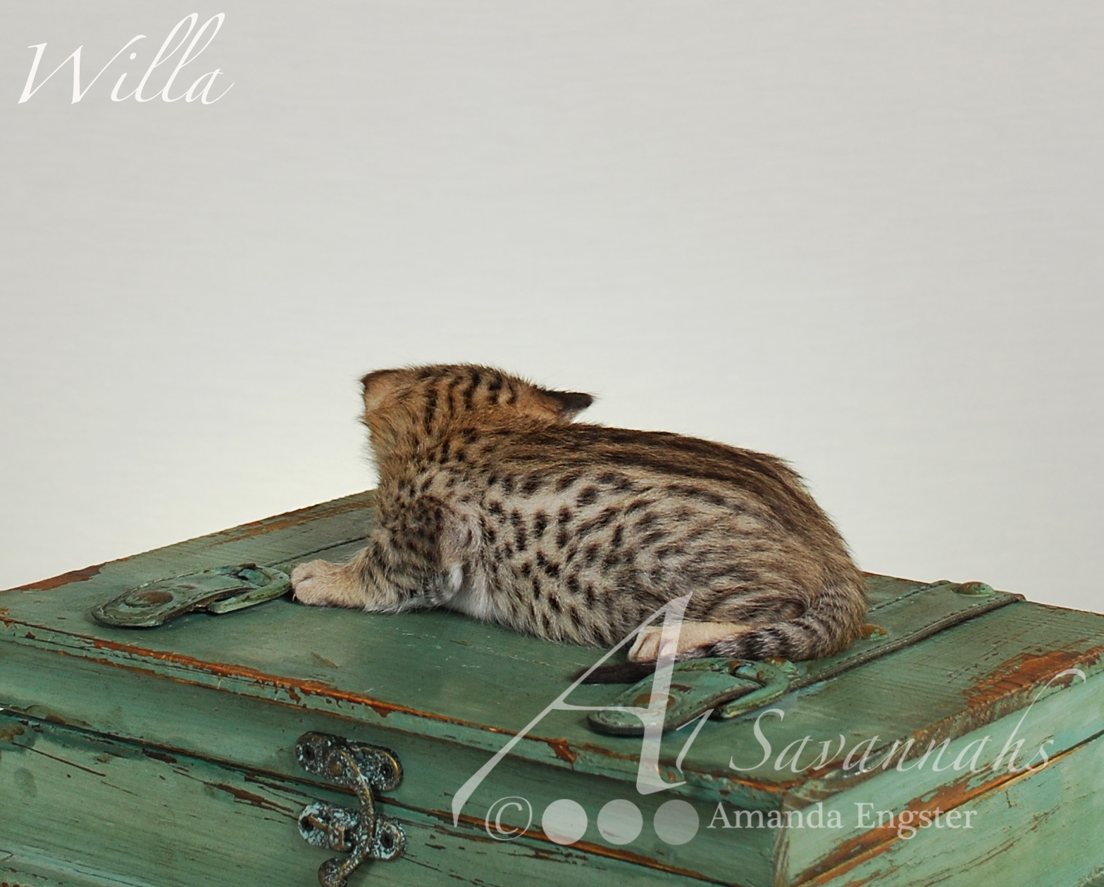 A1Savannahs Willa F2 Female Savannah Kitten