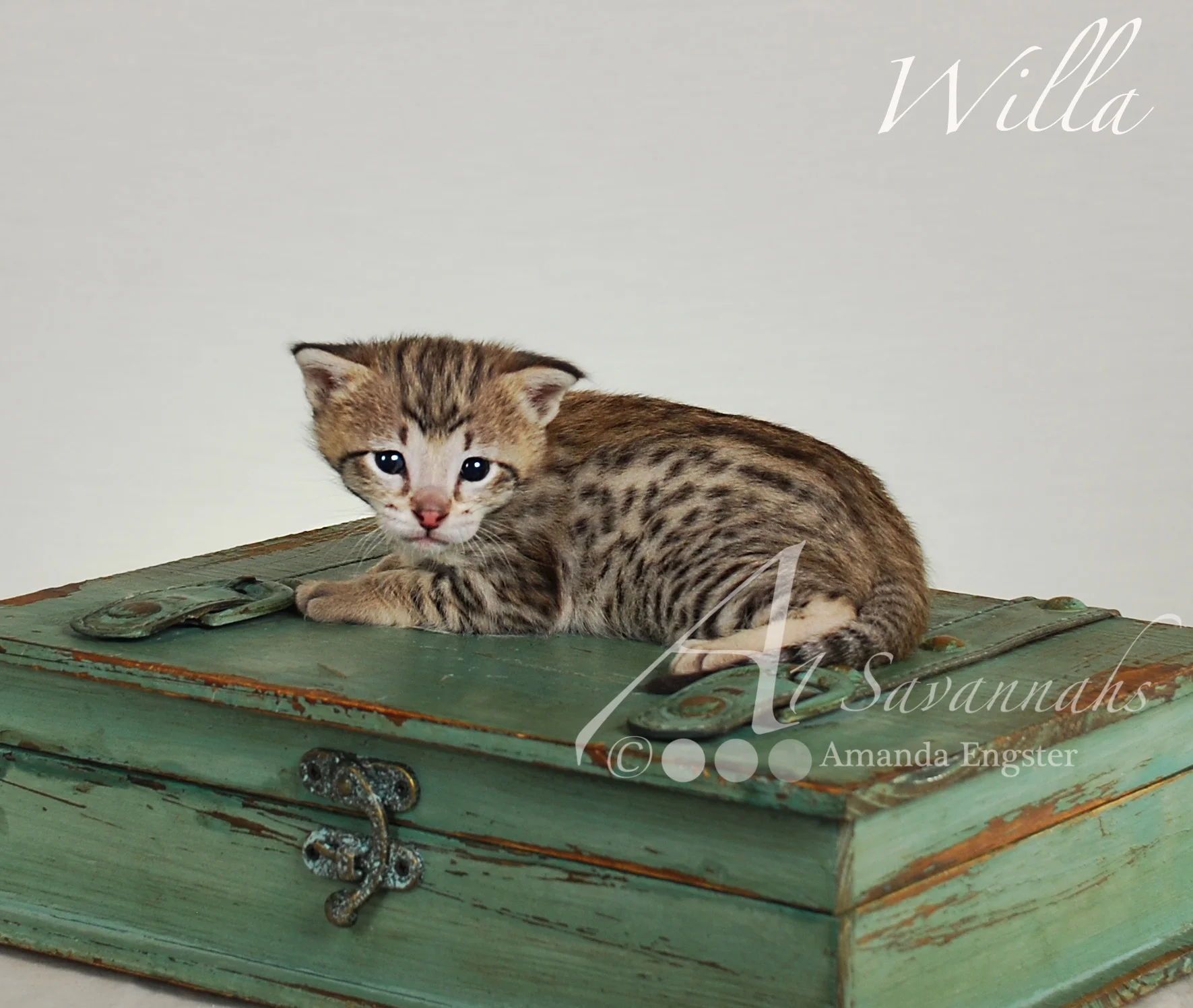A1Savannahs Willa F2 Female Savannah Kitten