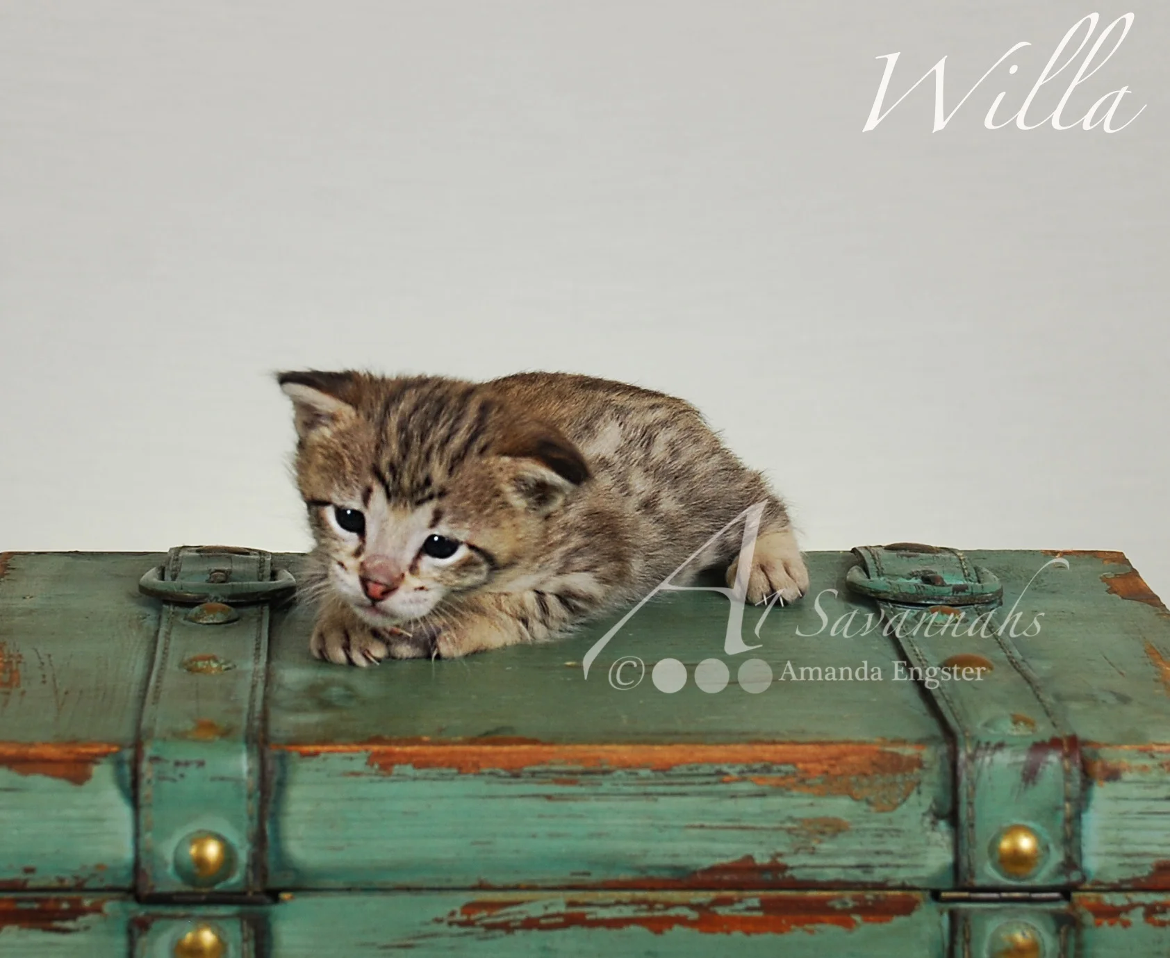 A1Savannahs Willa F2 Female Savannah Kitten
