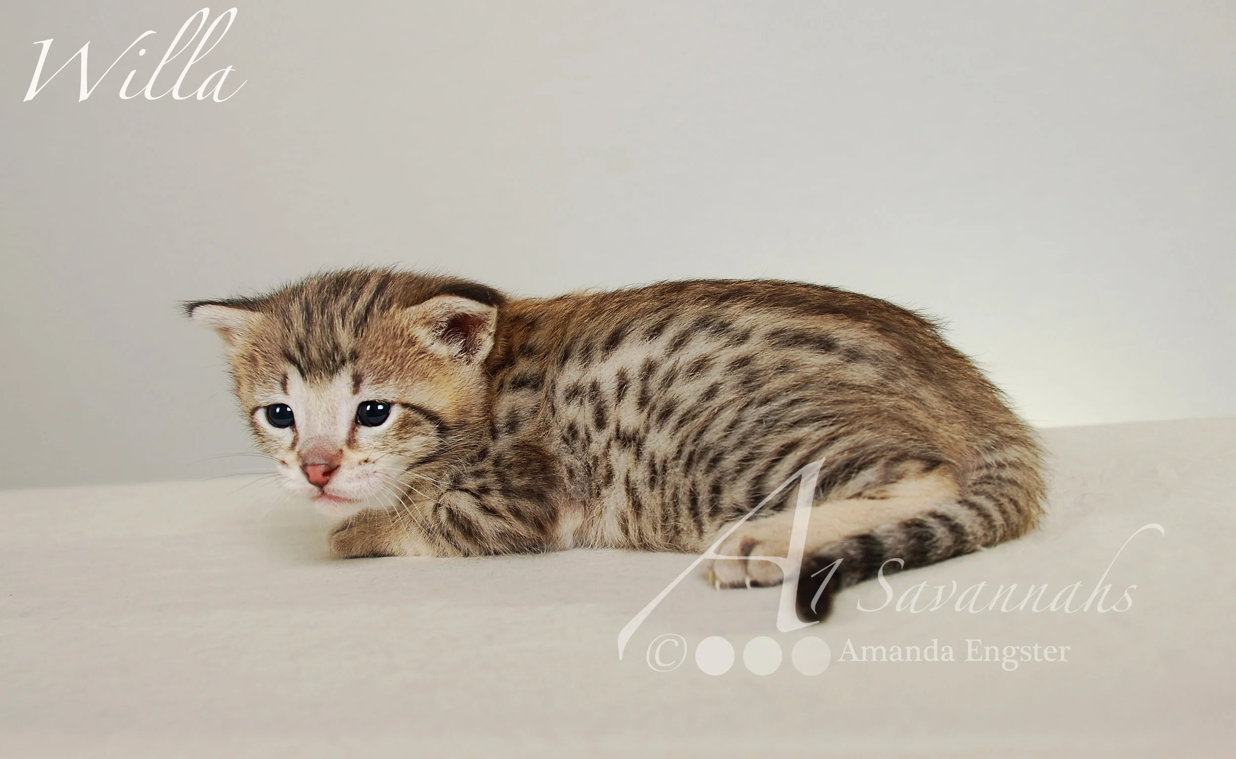 A1Savannahs Willa F2 Female Savannah Kitten