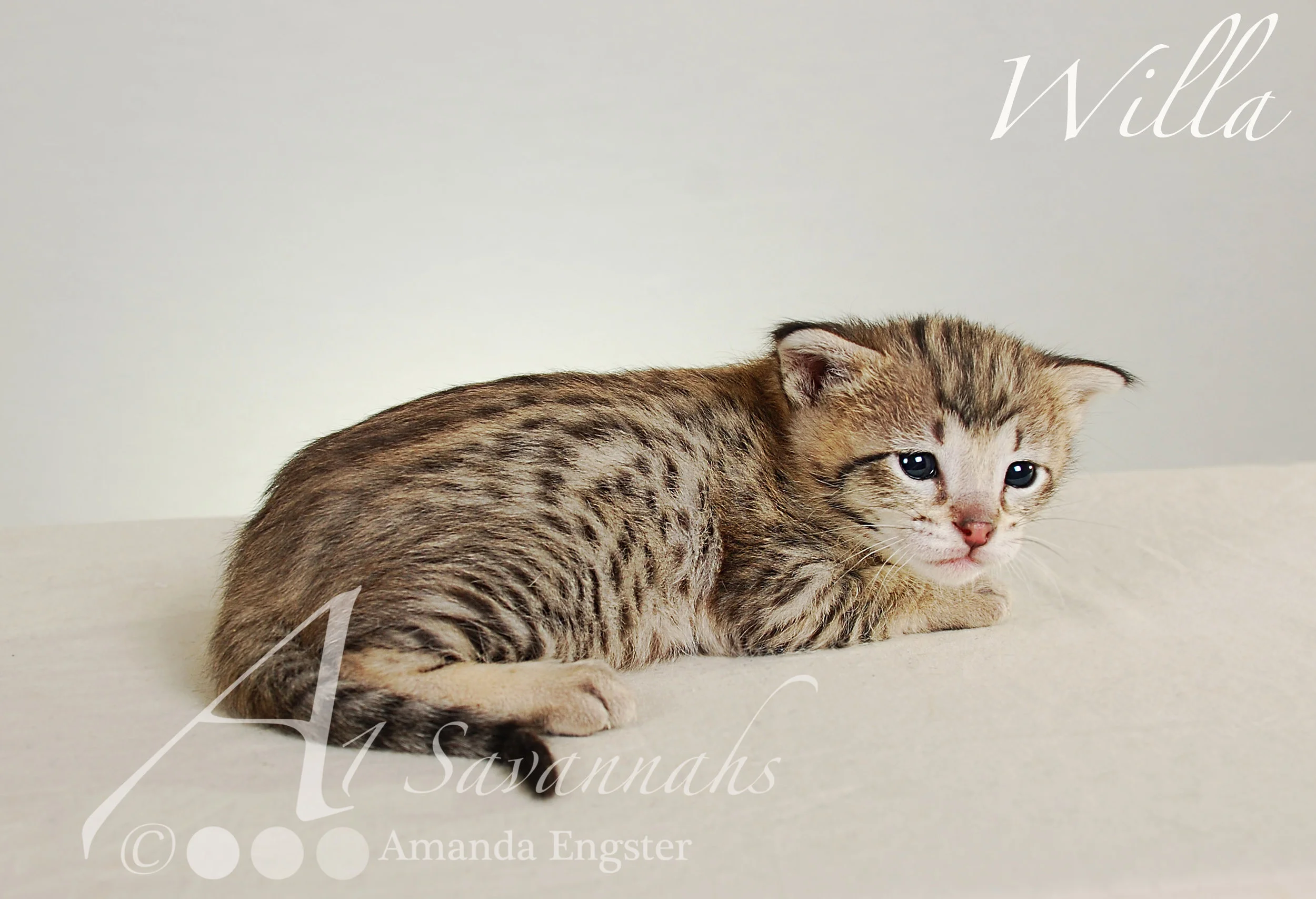 A1Savannahs Willa F2 Female Savannah Kitten