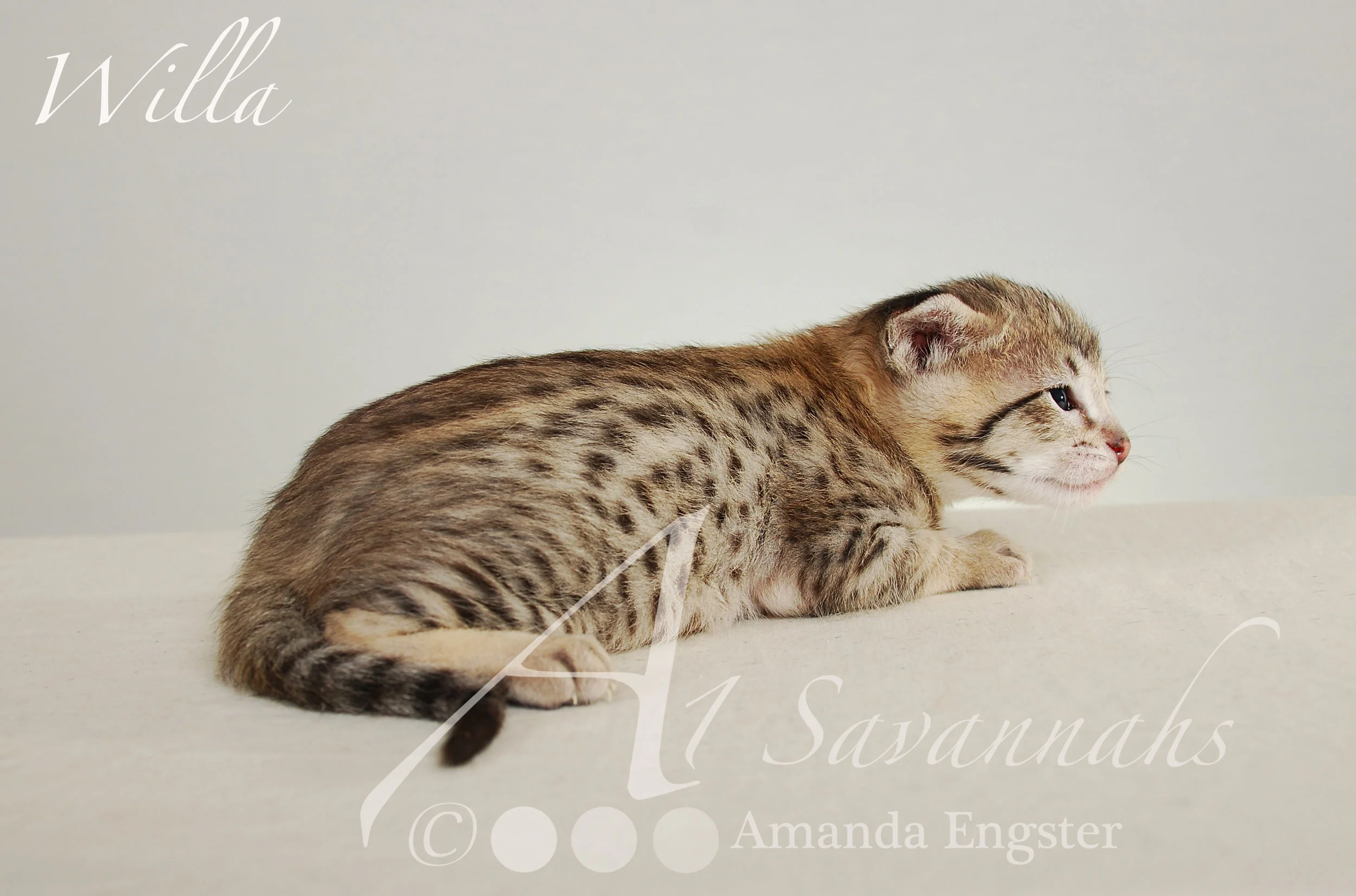A1Savannahs Willa F2 Female Savannah Kitten