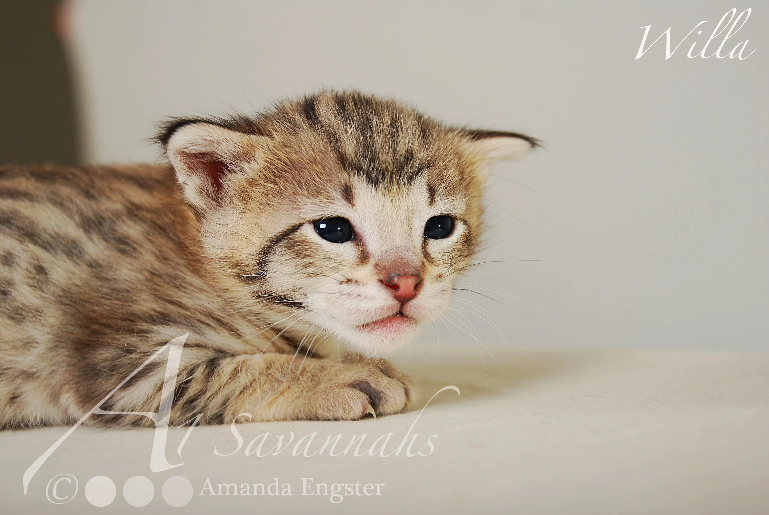 A1Savannahs Willa F2 Female Savannah Kitten