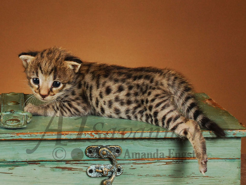A1Savannahs Saphire F2 Female Savannah Kitten