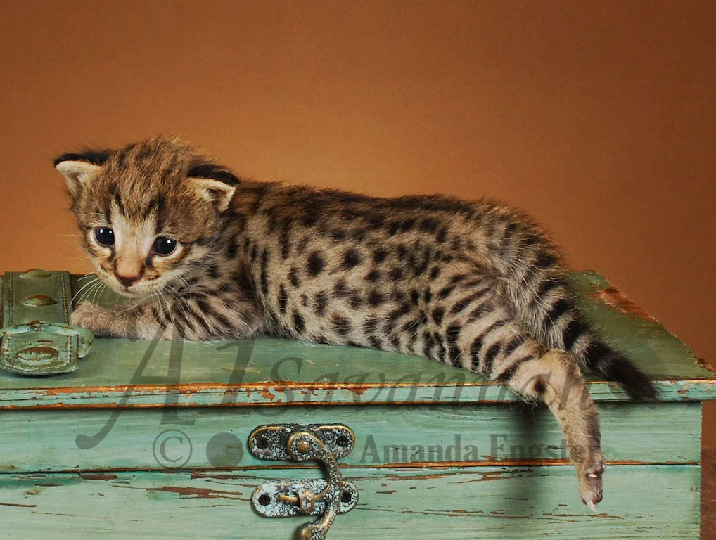 A1Savannahs Saphire F2 Female Savannah Kitten