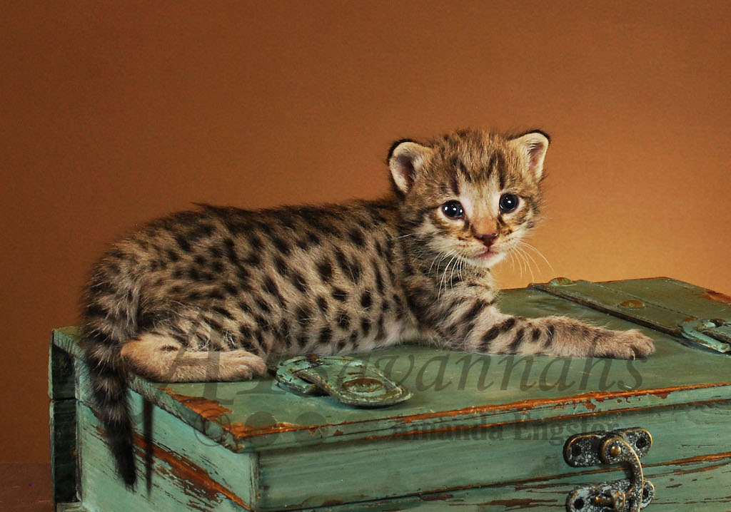 A1Savannahs Saphire F2 Female Savannah Kitten