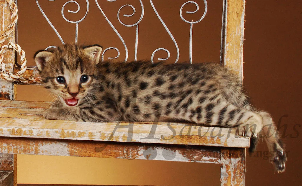A1Savannahs Saphire F2 Female Savannah Kitten