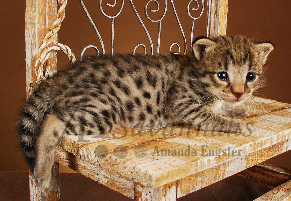 A1Savannahs Saphire F2 Female Savannah Kitten