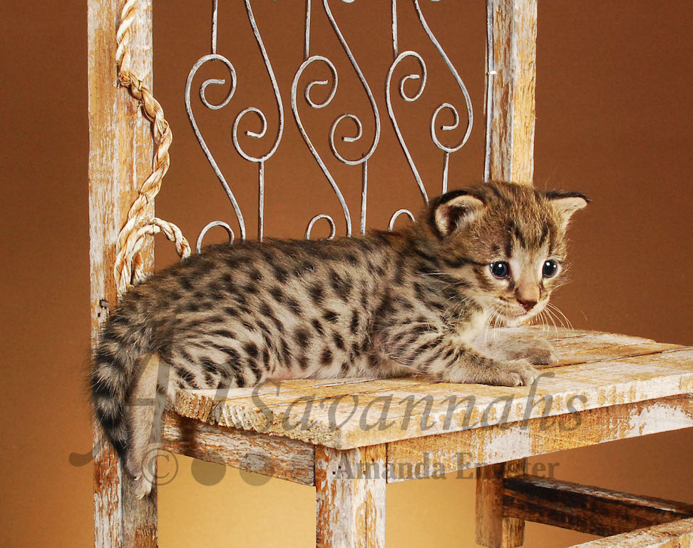 A1Savannahs Saphire F2 Female Savannah Kitten