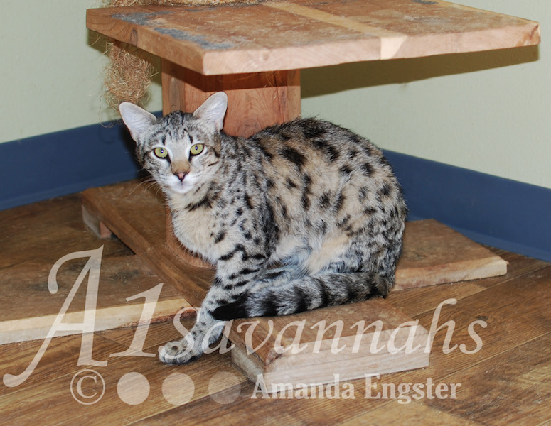 A1Savannahs Saphire F2 Female Savannah Kitten