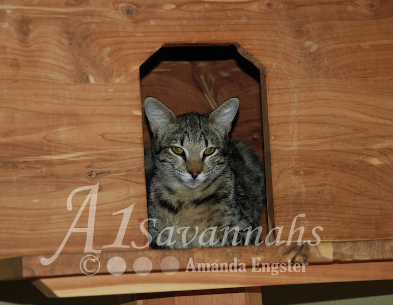 A1Savannahs Saphire F2 Female Savannah Kitten