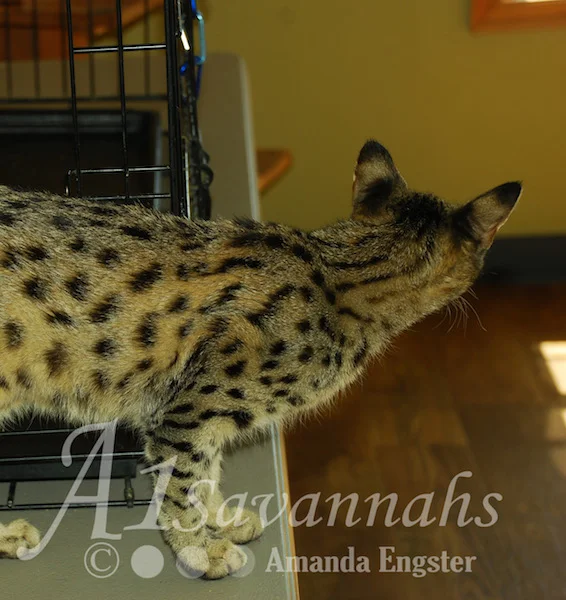 A1Savannahs Saphire F2 Female Savannah Kitten