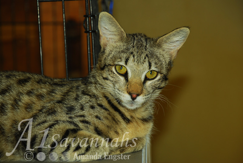 A1Savannahs Saphire F2 Female Savannah Kitten