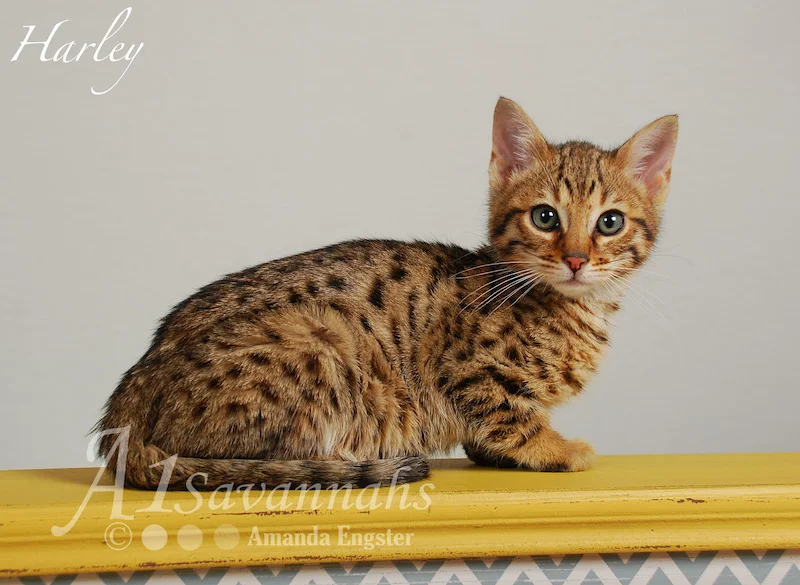 A1Savannahs Harley F5 Male Savannah Kitten