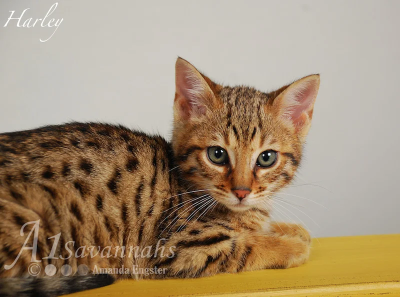 A1Savannahs Harley F5 Male Savannah Kitten