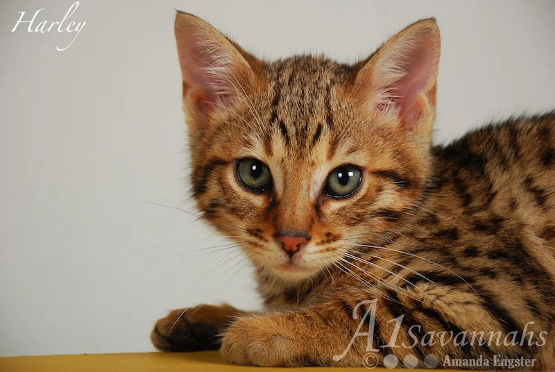 A1Savannahs Harley F5 Male Savannah Kitten