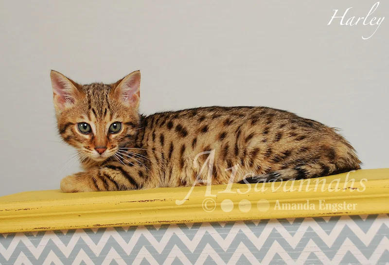 A1Savannahs Harley F5 Male Savannah Kitten