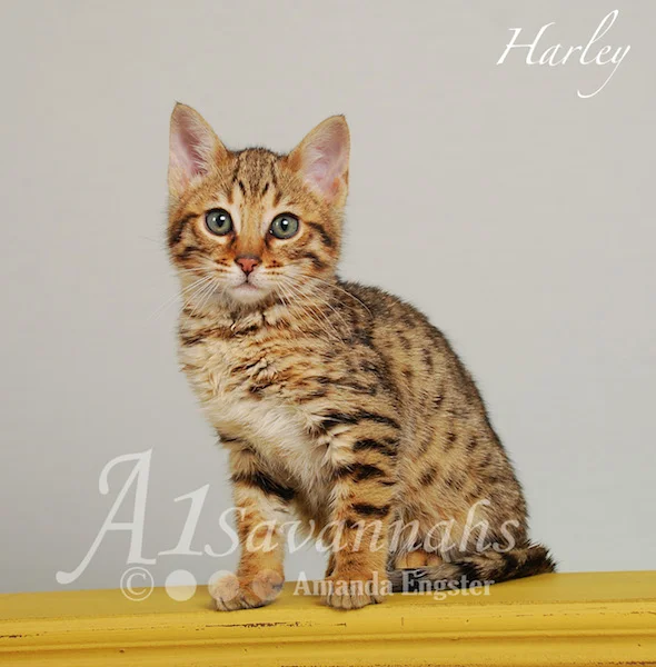 A1Savannahs Harley F5 Male Savannah Kitten