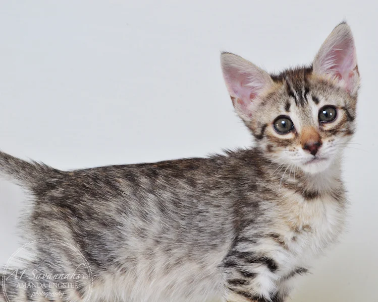 A1Savannahs Colette F4 Female Savannah Kitten