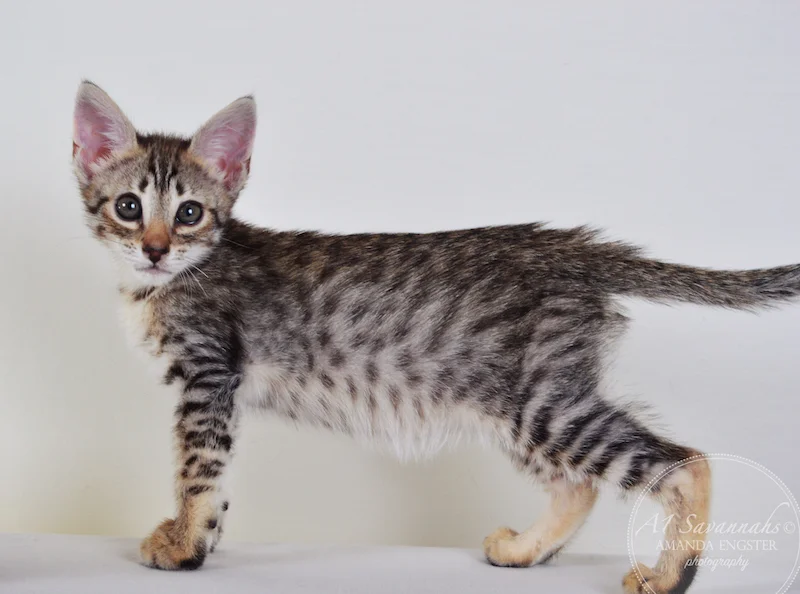 A1Savannahs Colette F4 Female Savannah Kitten