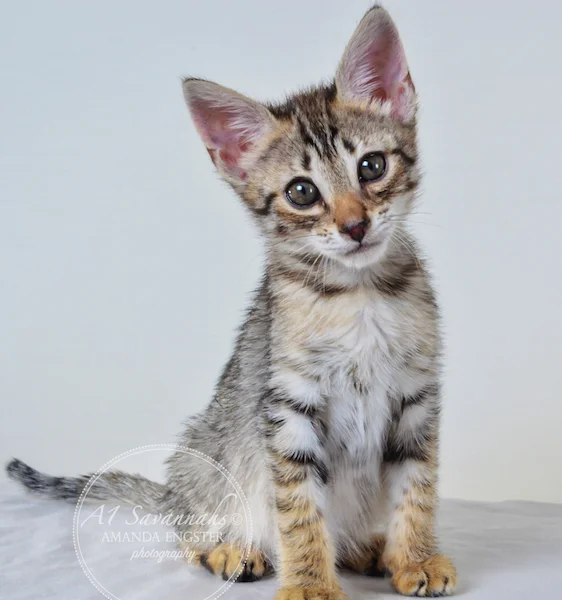 A1Savannahs Colette F4 Female Savannah Kitten