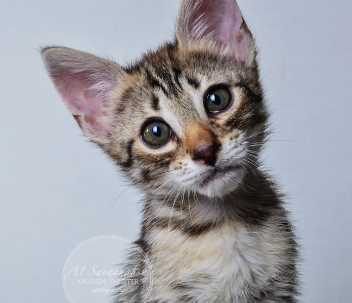 A1Savannahs Colette F4 Female Savannah Kitten