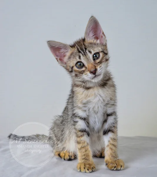 A1Savannahs Colette F4 Female Savannah Kitten