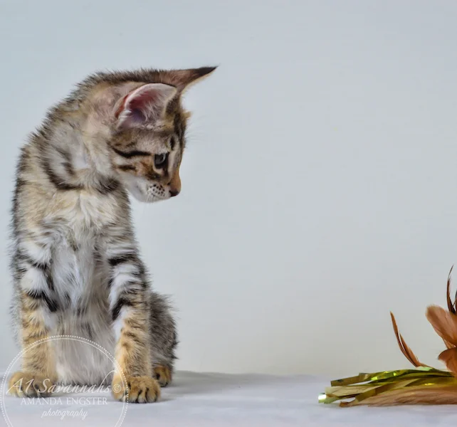 A1Savannahs Colette F4 Female Savannah Kitten