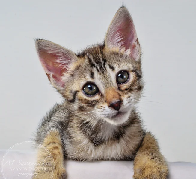 A1Savannahs Colette F4 Female Savannah Kitten