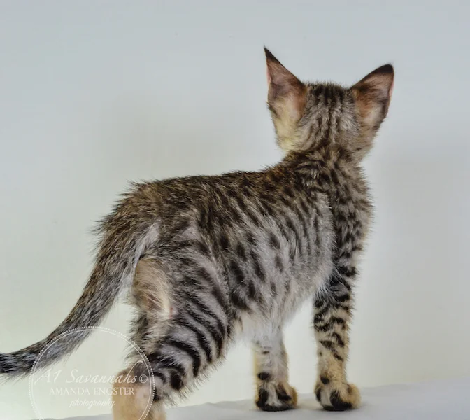 A1Savannahs Colette F4 Female Savannah Kitten