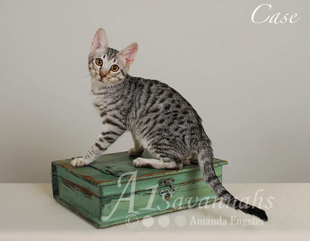 Copy of A1Savannahs Case SBT Male Savannah Kitten
