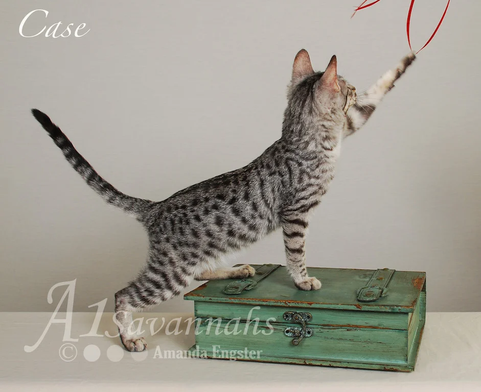 Copy of A1Savannahs Case SBT Male Savannah Kitten